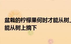 盆栽的柠檬果何时才能从树上摘下 盆栽的柠檬果什么时候才能从树上摘下