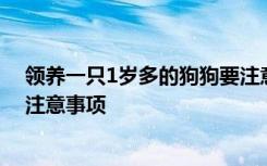 领养一只1岁多的狗狗要注意什么 领养一只1岁多的狗狗要注意事项