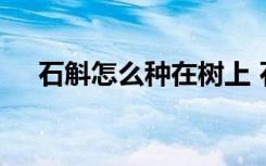 石斛怎么种在树上 石斛种在树上的方法