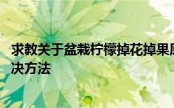 求教关于盆栽柠檬掉花掉果原因 盆栽柠檬掉花掉果原因及解决方法