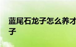 蓝尾石龙子怎么养才长得好 如何养蓝尾石龙子