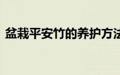 盆栽平安竹的养护方法 盆栽平安竹如何养植