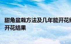 甜角盆栽方法及几年能开花结果 甜角盆栽方法及多少年年能开花结果