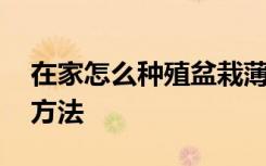 在家怎么种殖盆栽薄荷 家里种植盆栽薄荷的方法