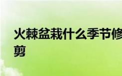 火棘盆栽什么季节修剪 火棘盆栽哪个季节修剪