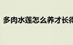 多肉水莲怎么养才长得好 多肉水莲养植方法