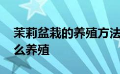 茉莉盆栽的养殖方法和注意事项 茉莉盆栽怎么养殖