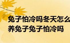 兔子怕冷吗冬天怎么喂养兔子啊 冬天如何喂养兔子兔子怕冷吗