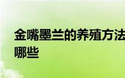 金嘴墨兰的养殖方法 金嘴墨兰的养殖方法有哪些