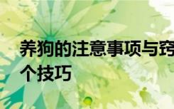 养狗的注意事项与窍门 养狗必须要知道的五个技巧