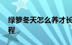 绿箩冬天怎么养才长得好 冬天养护绿萝的流程