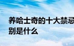 养哈士奇的十大禁忌 养哈士奇的十大禁忌分别是什么