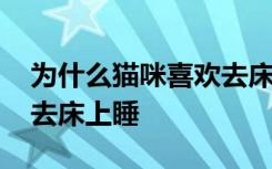 为什么猫咪喜欢去床上睡 哪些原因猫咪喜欢去床上睡