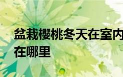 盆栽樱桃冬天在室内还是在 盆栽樱桃冬天放在哪里