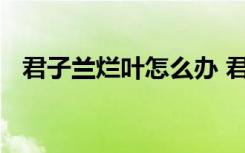 君子兰烂叶怎么办 君子兰烂叶的解决方法