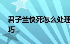 君子兰快死怎么处理 君子兰快死了的处理技巧