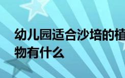 幼儿园适合沙培的植物 幼儿园适合沙培的植物有什么