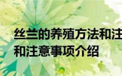 丝兰的养殖方法和注意事项 丝兰的养殖方法和注意事项介绍