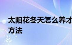 太阳花冬天怎么养才长得好 冬季养殖太阳花方法