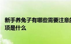 新手养兔子有哪些需要注意的事项 新手养兔子需要注意的事项是什么