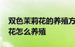 双色茉莉花的养殖方法和注意事项 双色茉莉花怎么养殖