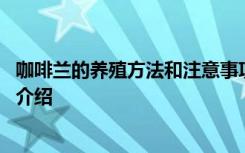 咖啡兰的养殖方法和注意事项 咖啡兰的养殖方法和注意事项介绍