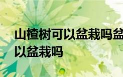 山楂树可以盆栽吗盆栽的种植要点 山楂树可以盆栽吗