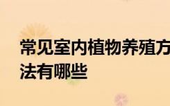 常见室内植物养殖方法 常见室内植物养殖方法有哪些