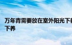 万年青需要放在室外阳光下养吗 万年青能不能放在室外阳光下养