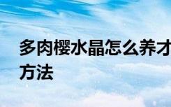 多肉樱水晶怎么养才长得好 多肉樱水晶养植方法