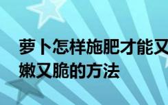 萝卜怎样施肥才能又嫩又脆 萝卜施肥才能又嫩又脆的方法