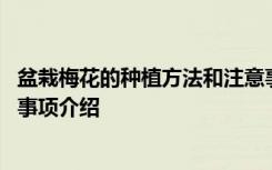 盆栽梅花的种植方法和注意事项 盆栽梅花的种植方法和注意事项介绍