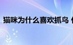 猫咪为什么喜欢抓鸟 什么原因猫咪喜欢抓鸟