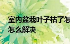 室内盆栽叶子枯了怎么办 室内盆栽叶子枯了怎么解决