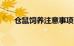 仓鼠饲养注意事项 仓鼠饲养注意什么