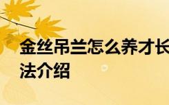 金丝吊兰怎么养才长得好 养殖金丝吊兰的方法介绍