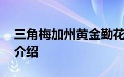 三角梅加州黄金勤花吗 三角梅加州黄金勤花介绍