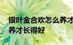 银叶金合欢怎么养才长得好 银叶金合欢如何养才长得好