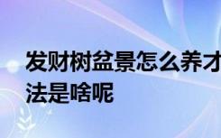 发财树盆景怎么养才长得好 养护发财树的方法是啥呢