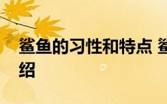 鲨鱼的习性和特点 鲨鱼的习性和特点简单介绍