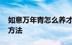 如意万年青怎么养才长得好 如意万年青养植方法