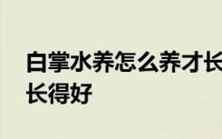 白掌水养怎么养才长得好 白掌水养如何养才长得好