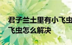 君子兰土里有小飞虫怎么办 君子兰土里有小飞虫怎么解决