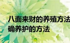 八面来财的养殖方法和注意事项 八面来财正确养护的方法