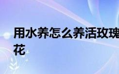 用水养怎么养活玫瑰花 用水养如何养活玫瑰花