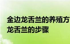 金边龙舌兰的养殖方法和注意事项 养护 金边龙舌兰的步骤