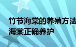 竹节海棠的养殖方法和注意事项是什么 竹节海棠正确养护