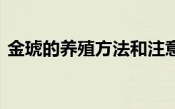 金琥的养殖方法和注意事项 金琥的养殖技巧