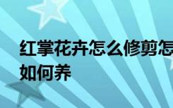 红掌花卉怎么修剪怎么养 红掌花卉怎么修剪如何养