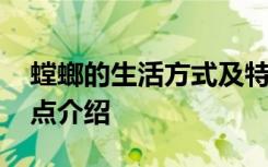 螳螂的生活方式及特点 螳螂的生活方式及特点介绍